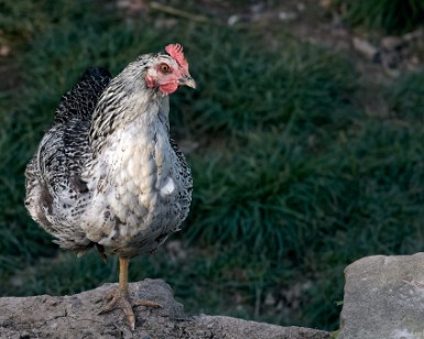 Gallina