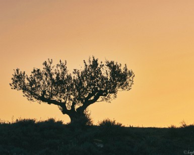 Atardecer Laguna Pitillas